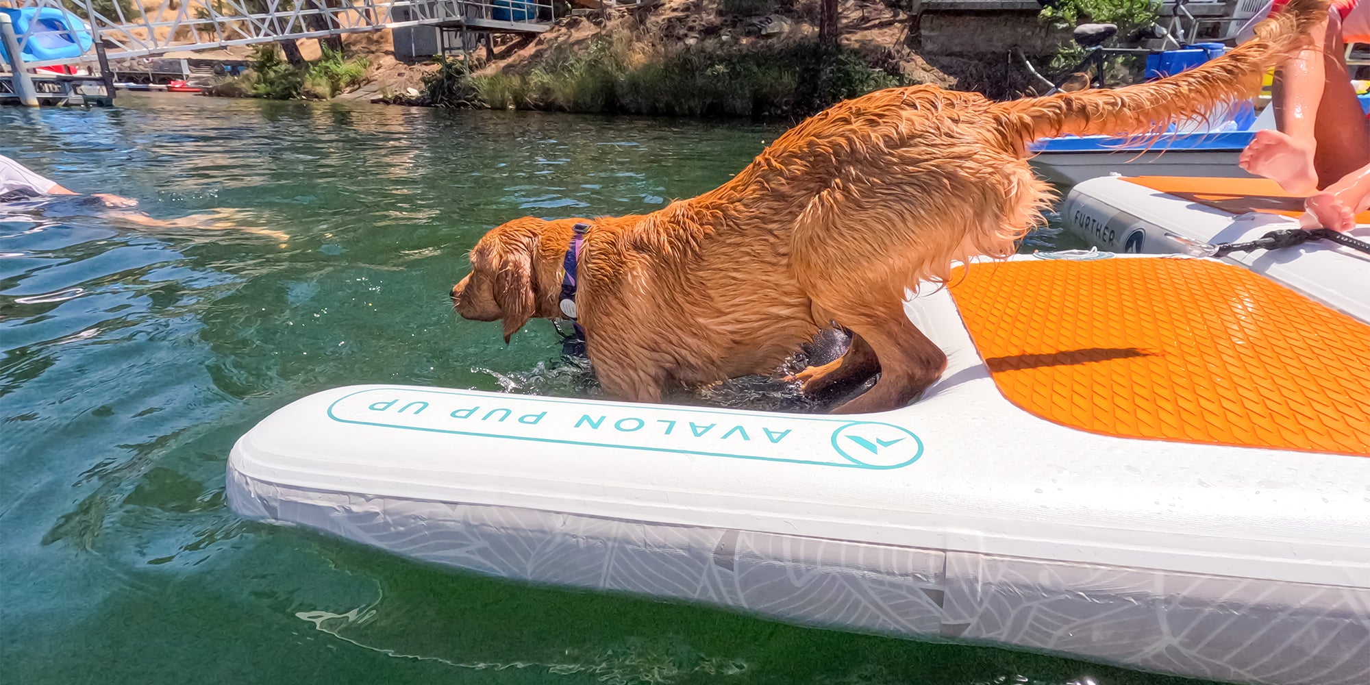 Further Customs PUP UP Dog Ramp Golden Entering Water
