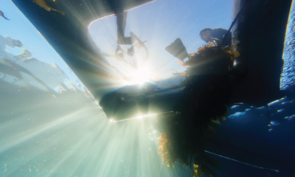 Underwater Snorkel Diving Floating Mesh Platform Hangout Dock Catalina Island Casino